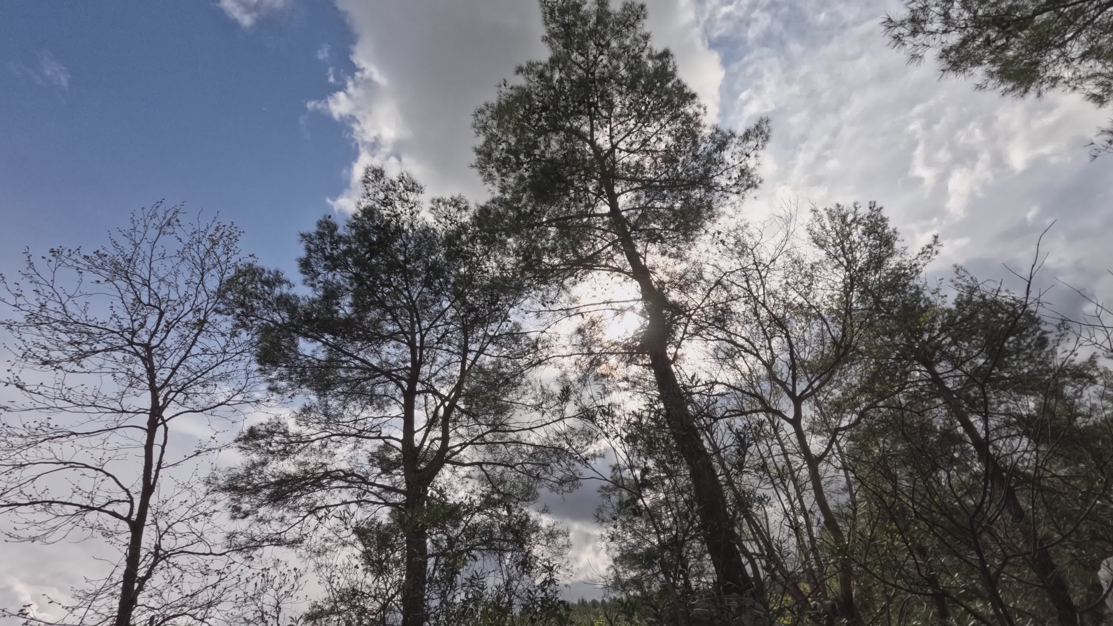 serene forest trees with moving clouds timelapse 37650230 — free pexels stock footage