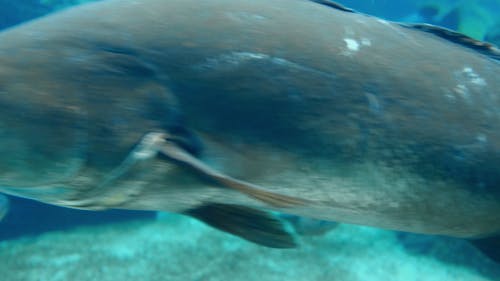 Underwater View Of Fishes 