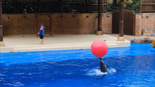 Dolphin And The Trainer Playing Together