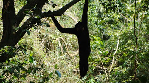 Monkey Climbs The Tree Alone