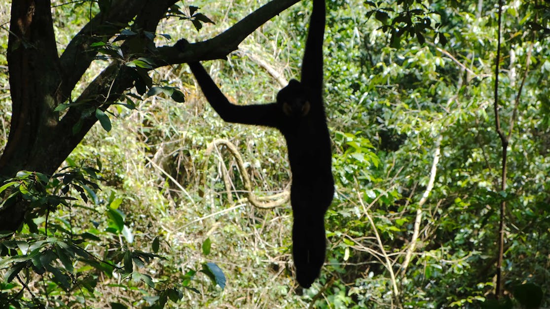Khỉ trèo cây là một trong những hình ảnh đáng yêu nhất của thiên nhiên. Hãy cùng chiêm ngưỡng khả năng phi thường của chúng và những khoảnh khắc tuyệt vời trên cây xanh mát.