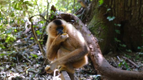 Footage Of A Monkey Eating Alone In The Forest