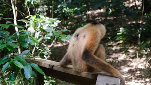 Monkey Sitting On A Wooden Plank Then Starts To Run
