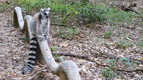 A Wild Lemur Strolling Around The Forest Ground