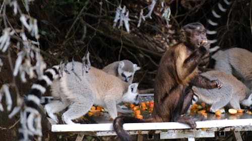 Group Of Animals Eating Together