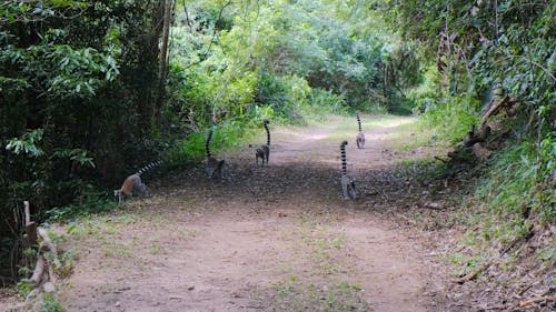 Ring Tailed Lemurs Walking On The Road With Tail Up