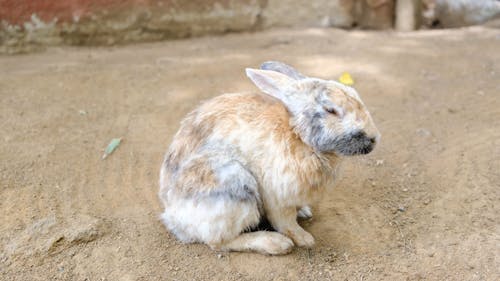 A Rabbit Grooming Itself While Resting Still In The Ground