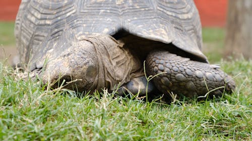 Ujęcia żółwia Jedzącego Z Bliska