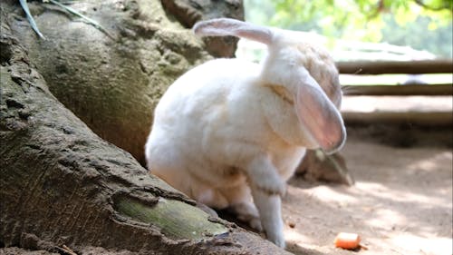 A Rabbit In A Farm Grooming Its Fluffy Hairs