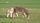 donkey