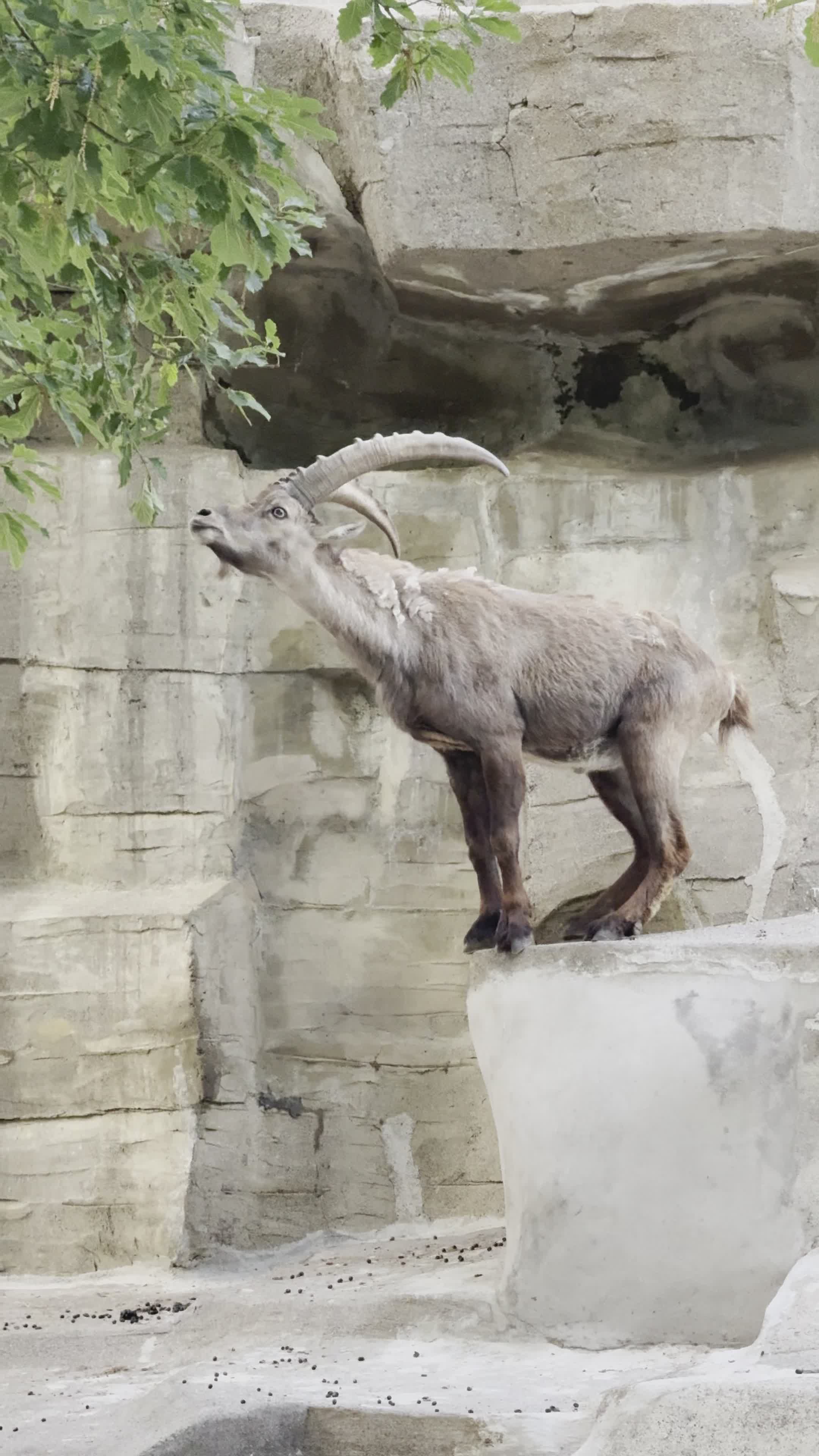 Wild Ibex Climbing Rocky Terrain Free Stock Video Footage, Royalty-Free ...