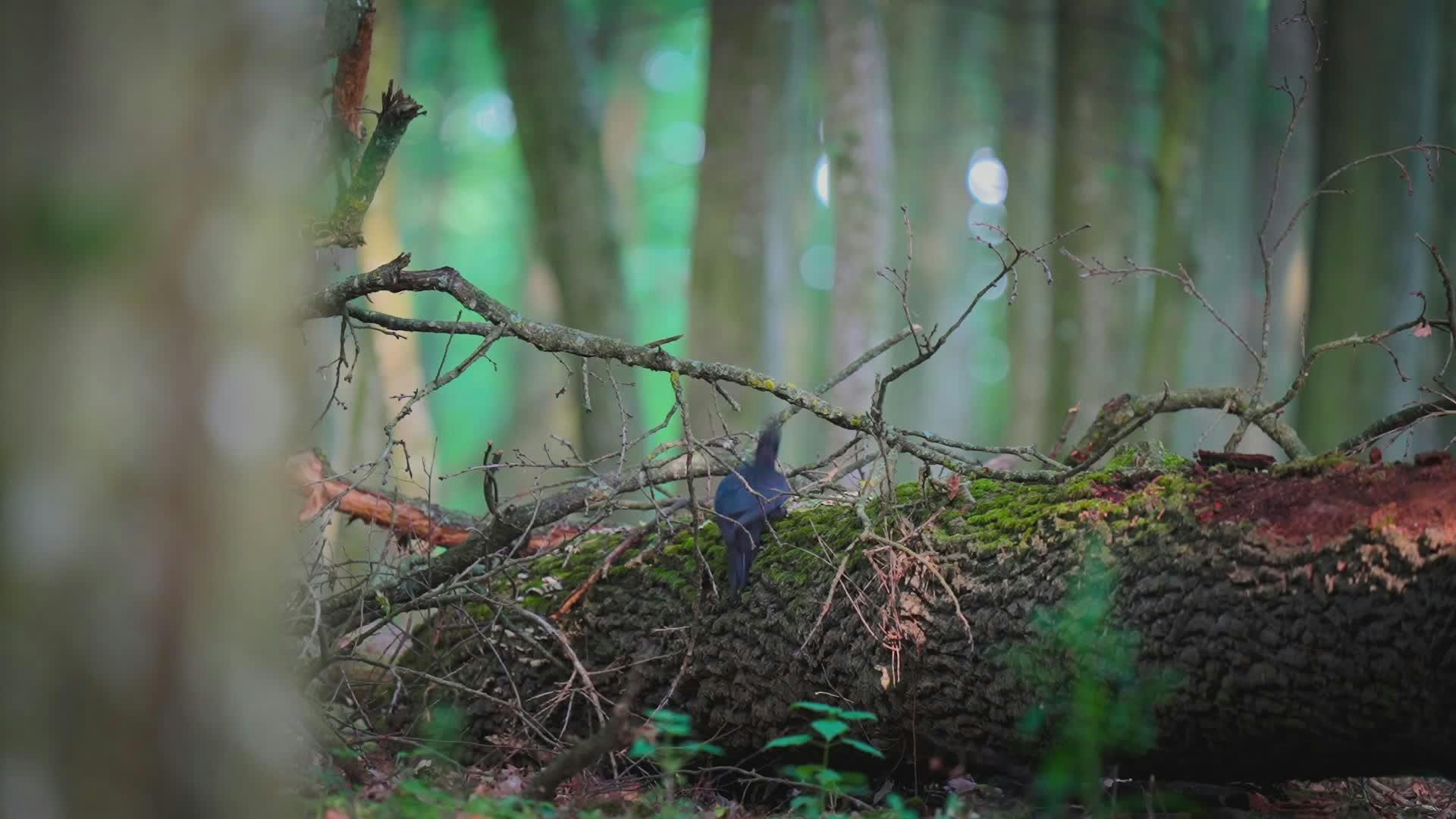 blue jay on mossy fallen tree in forest 37684807