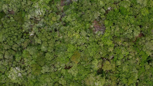 Drone Footage Of Tree Canopies Of A Dense Forest 