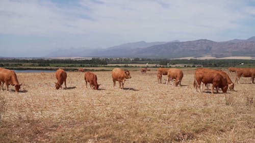 Rebanho De Vacas Em Um Pasto