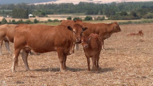 A Mother Cow Grooming Its Calf As Part Of A Herd 
