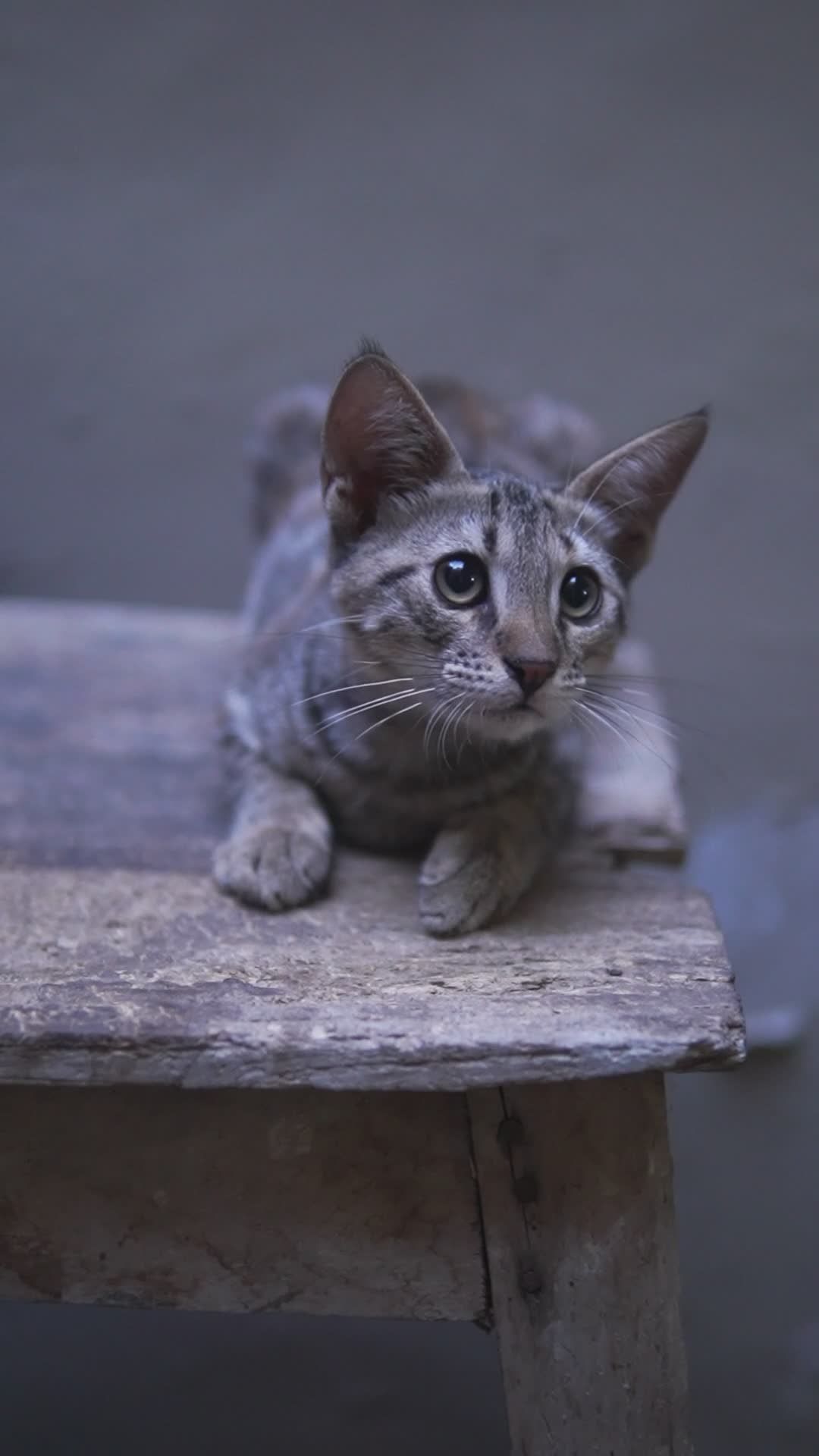 가정의, 고양이, 고양잇과 동물, 고요한, 귀여운, 귀여운 고양이, 귀여운 동물, 나무 표면, 달콤한, 동물, 매력적인, 반려
