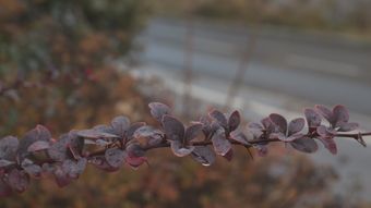 寒露视频素材