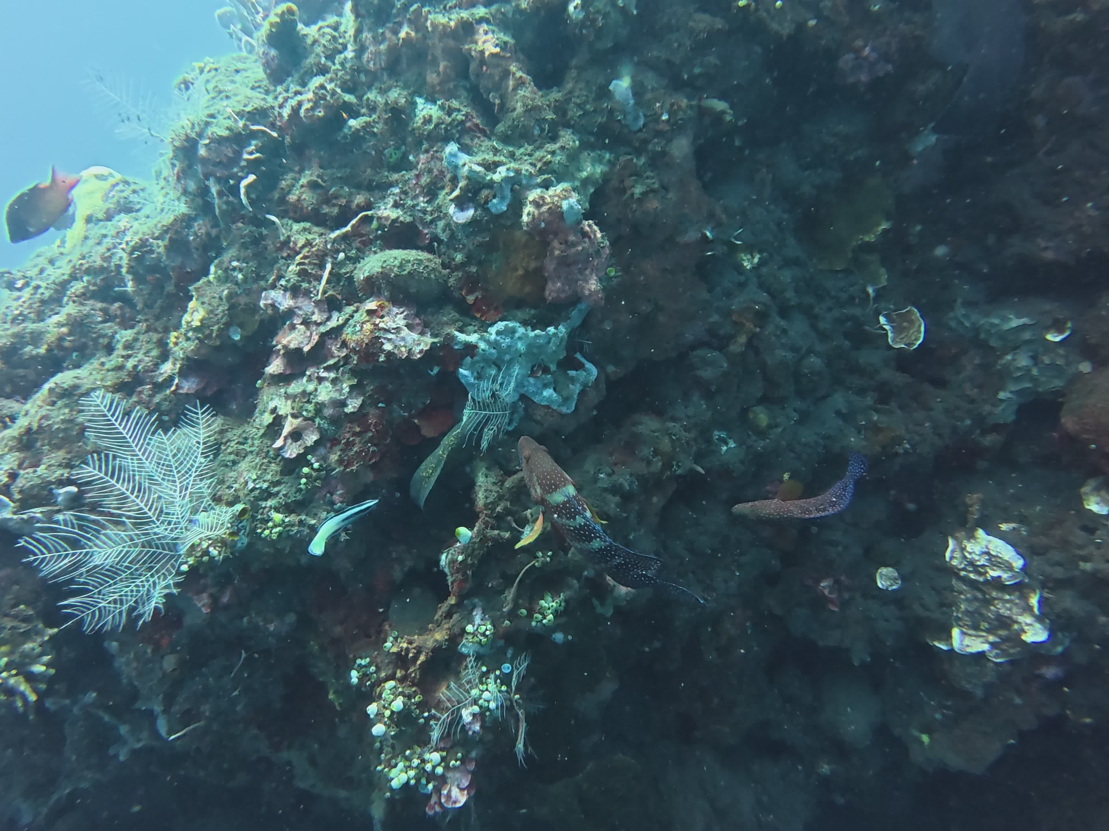 colorful marine life on coral reef 37716982 — free pexels stock footage