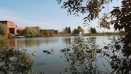 Ducks Swimming on a Lake