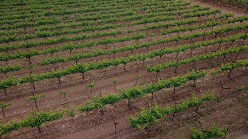 Drone Footage Of A Winery's Vineyard