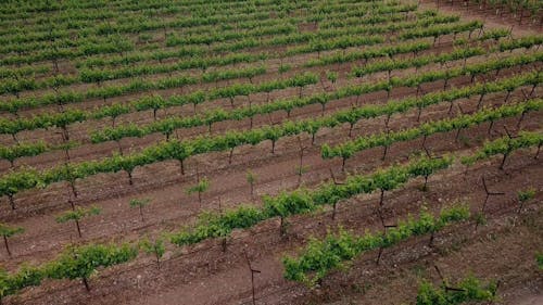 Imágenes De Drones Del Viñedo De Una Bodega