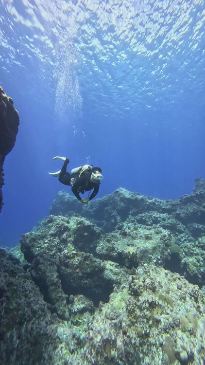 Scuba Diver Exploring Vibrant Coral Reef Underwater Free Stock Video ...