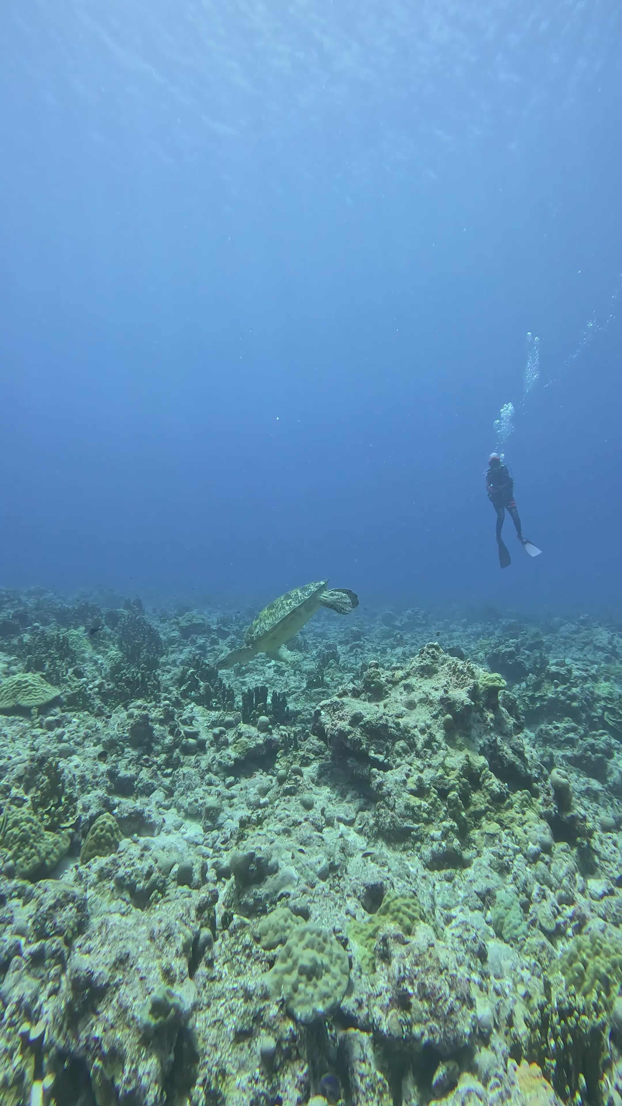deep breath
🎥 JUN HO LEE · Pexels
#ocean #underwater #marinelife #nature #relax