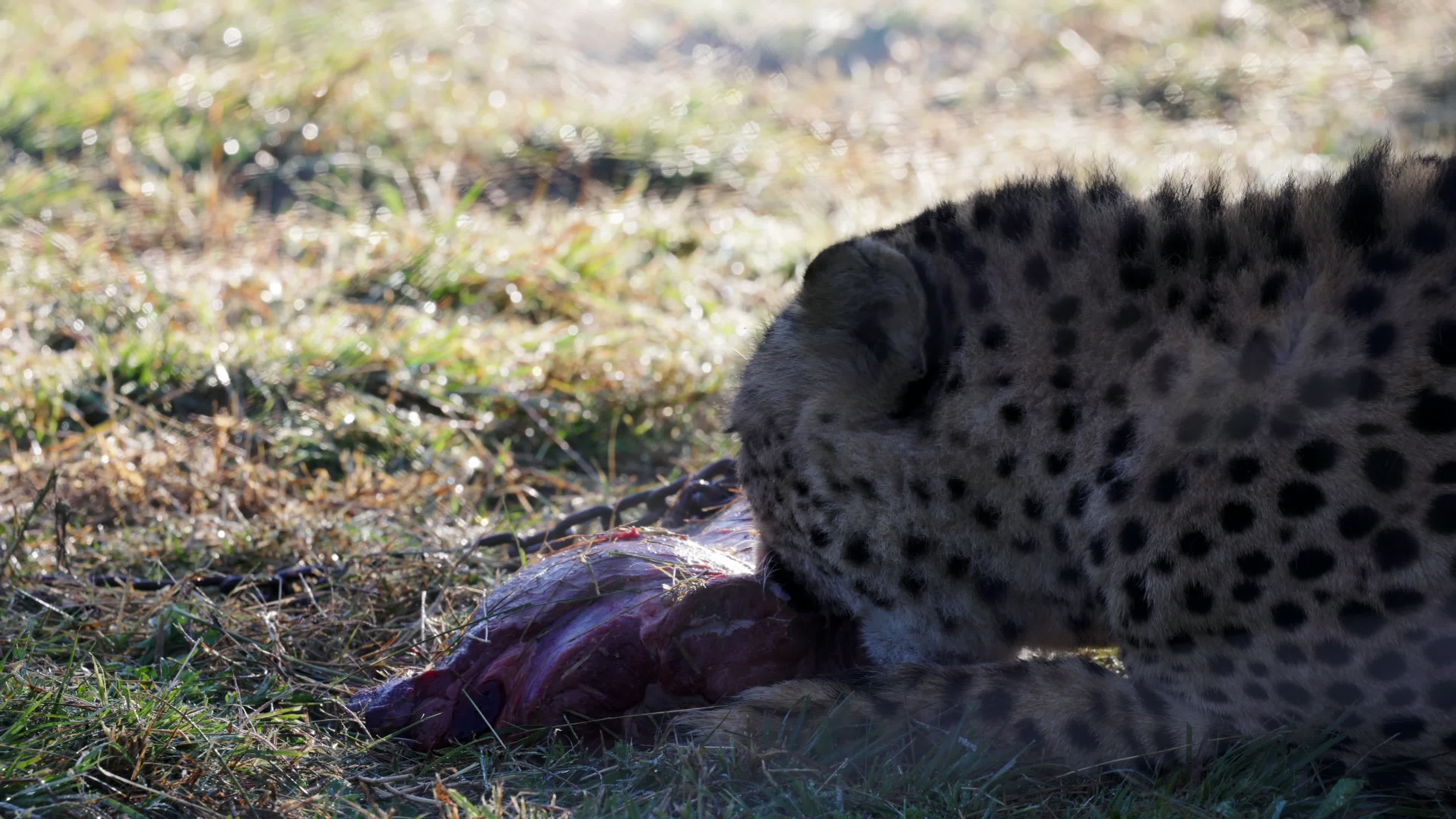 Cheetah Enjoys Prey in the Wild Free Stock Video Footage, Royalty-Free ...