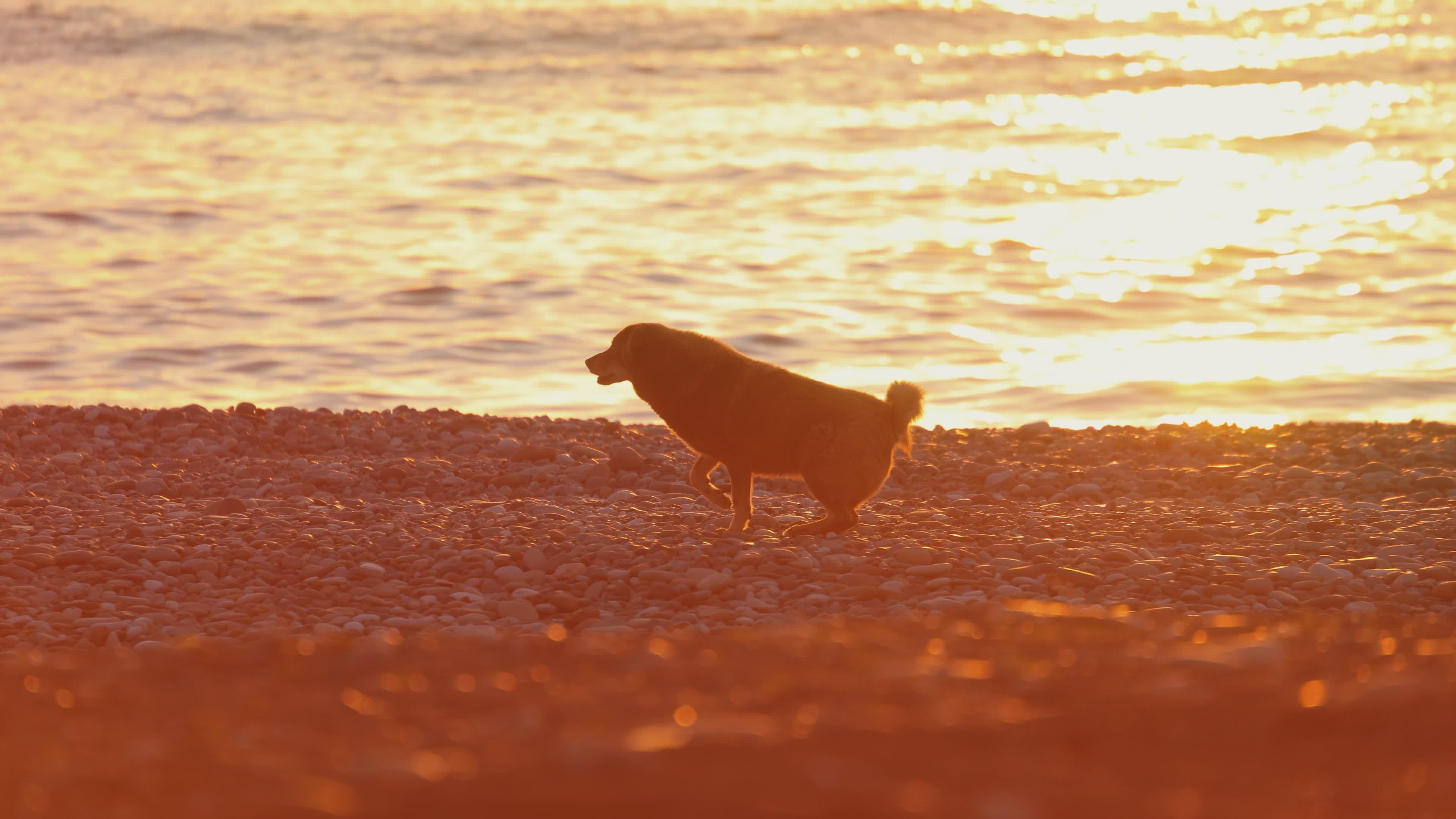Hundespaziergang Am Strand Bei Sonnenuntergang · Kostenloses Stock-Video