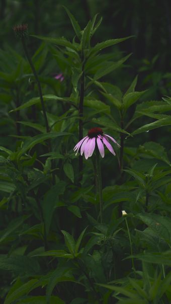 风铃花免费下载视频素材