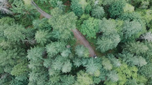 Top View Footage Of A Vehicle Passing By The Road In The Forest