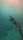 dive