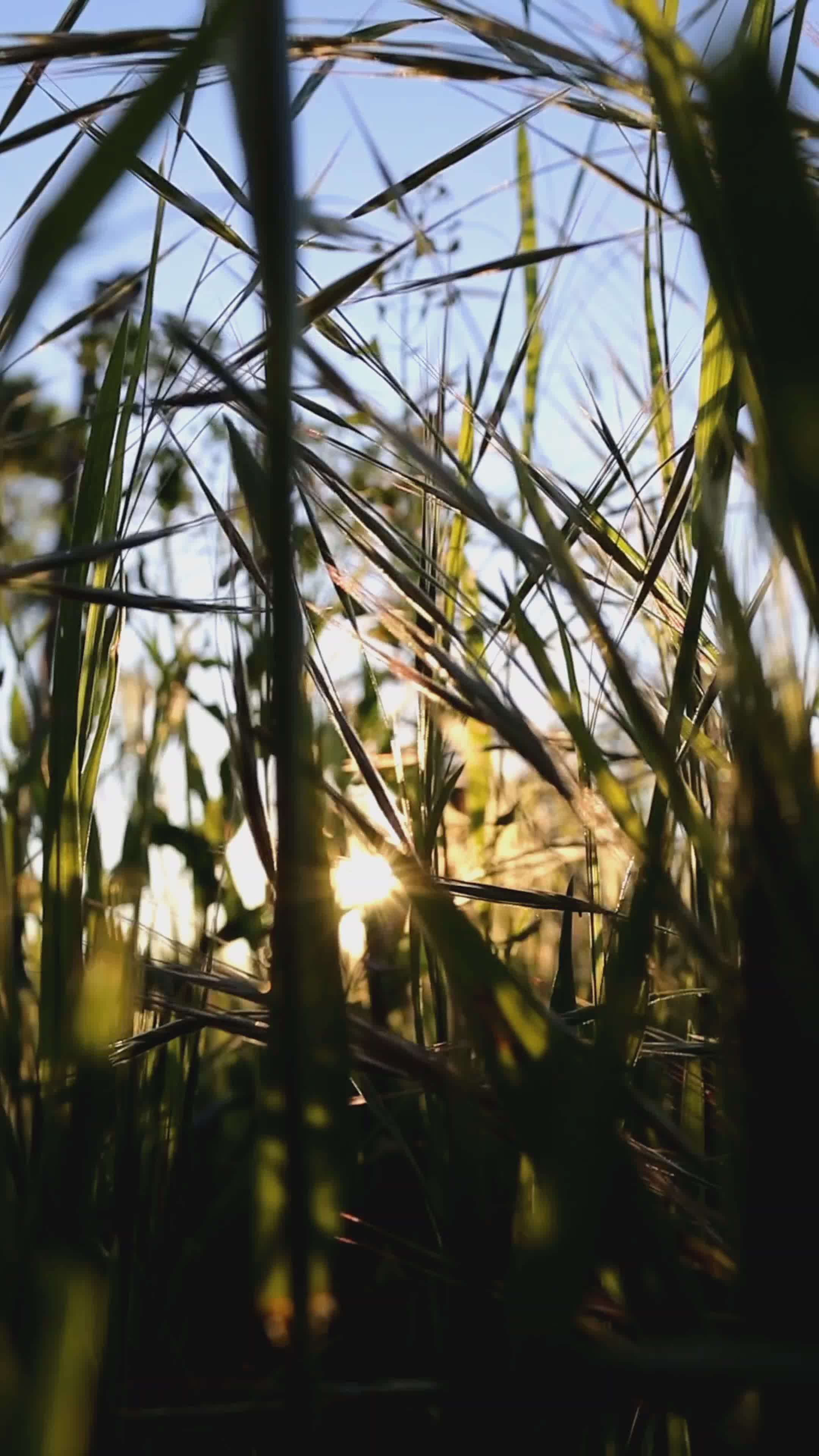 Video by caffeine