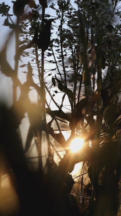 caffeine's nature timelapse video
