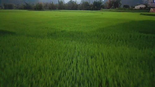 Aerial Footage Of Rice Plantation In The Farm Fields