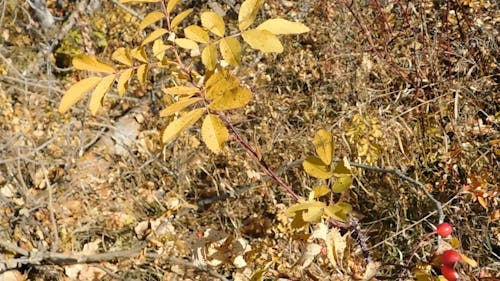 A Plant Swaying in the Wind