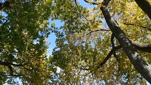 Tree Leaves Providing Shade From The Sun