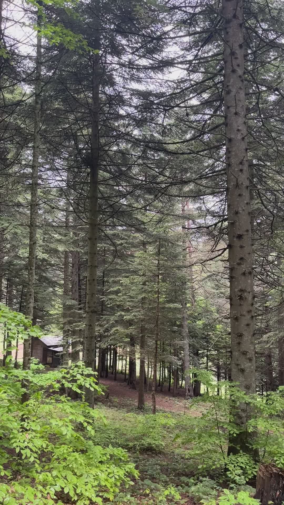 serene forest trees in tranquil woodland 37871510