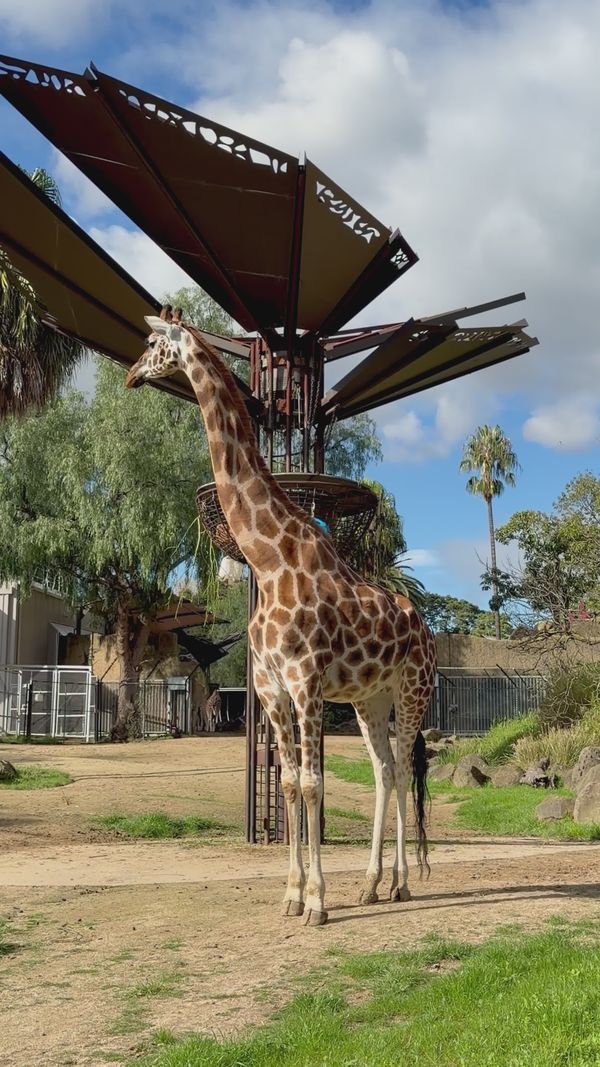 Giraffes at Zoo Enclosure During Daytime Free Stock Video Footage ...
