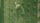 crops