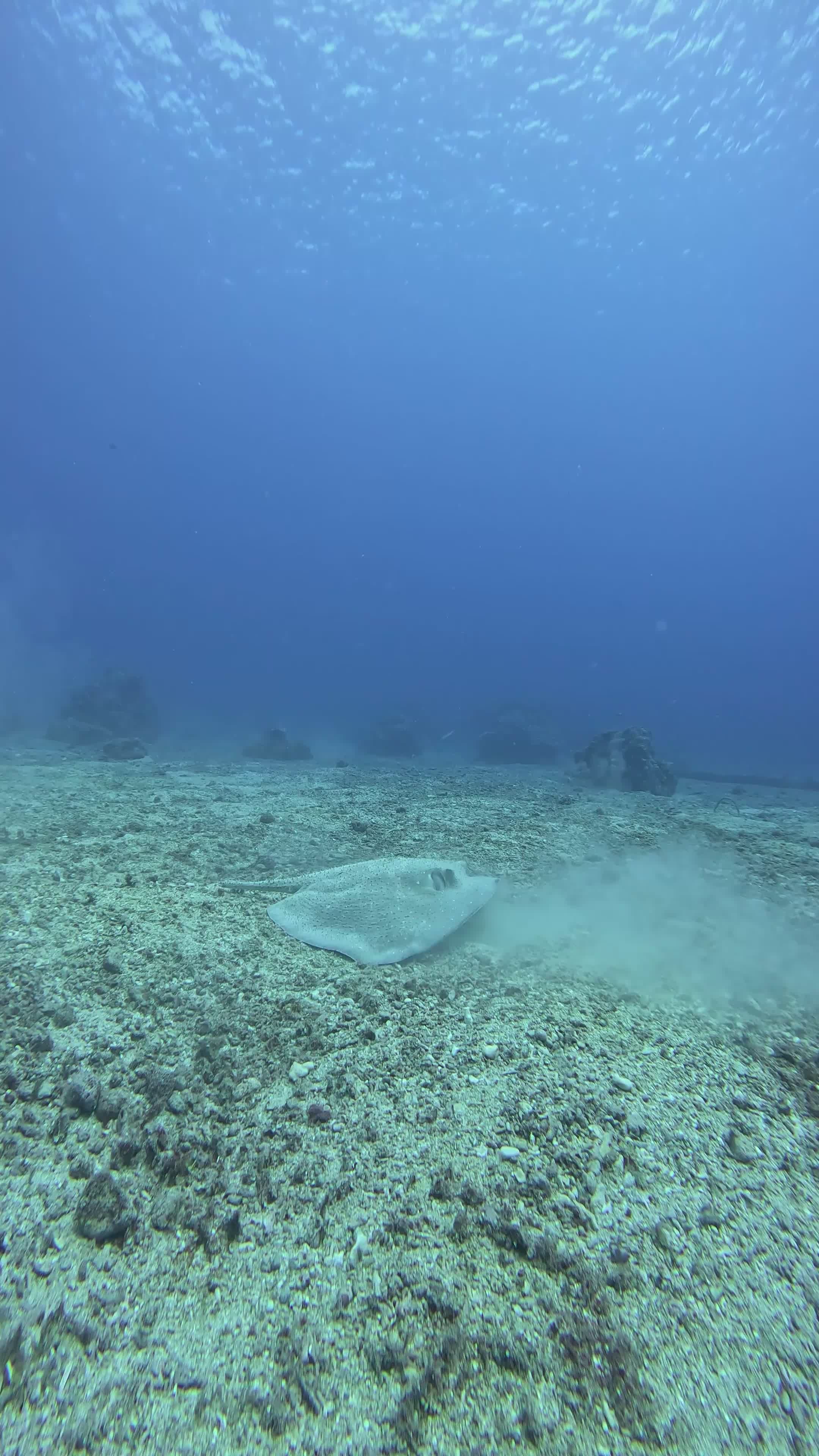 stingray gliding gracefully over ocean floor 37885077 — free pexels stock footage