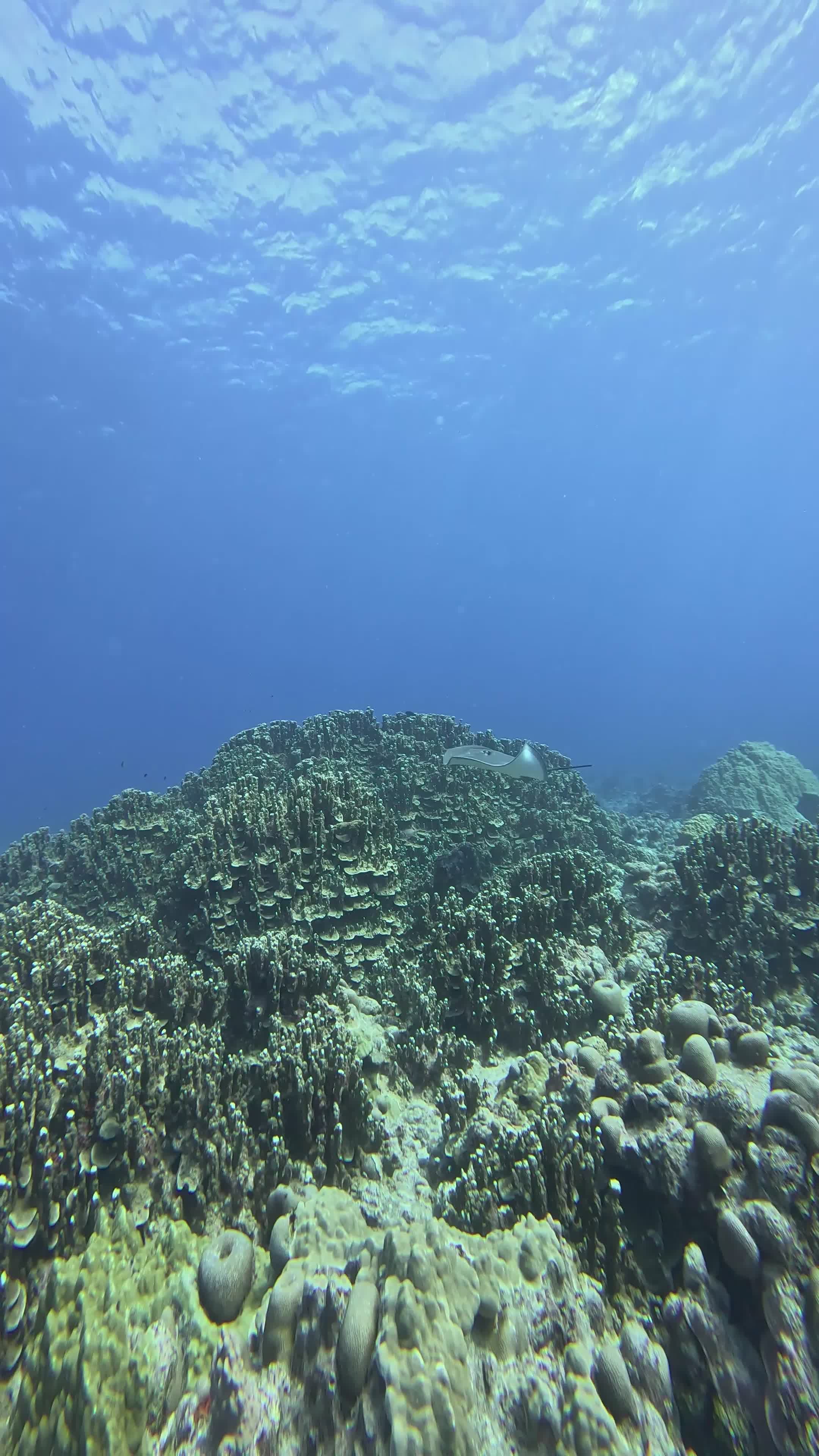 vibrant underwater coral reef exploration 37885088 — free pexels stock footage