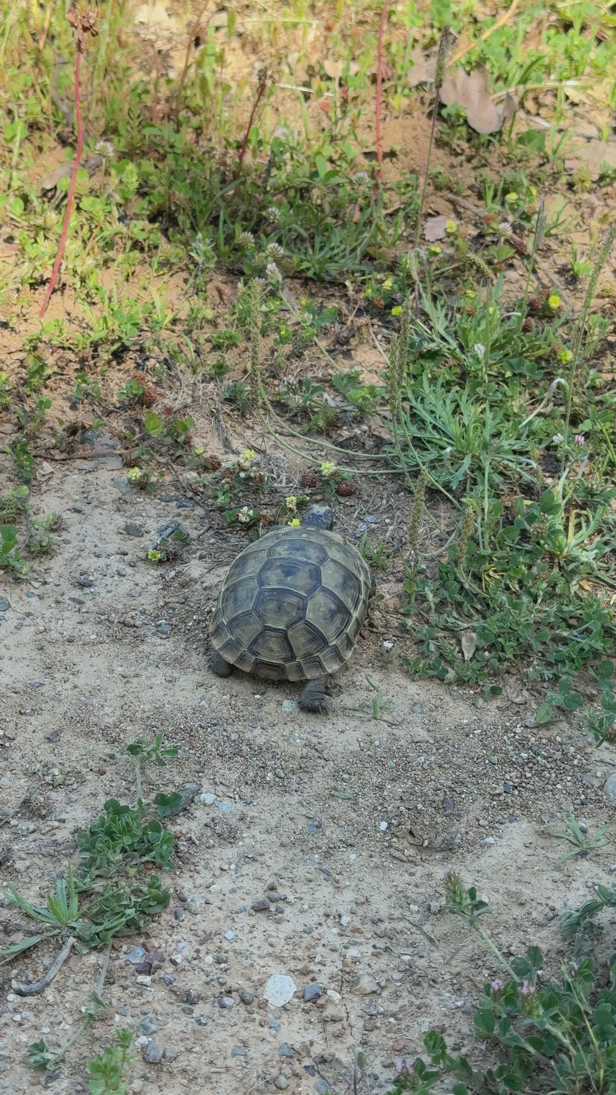 Tortoise Exploring Natural Outdoor Habitat Free Stock Video Footage ...