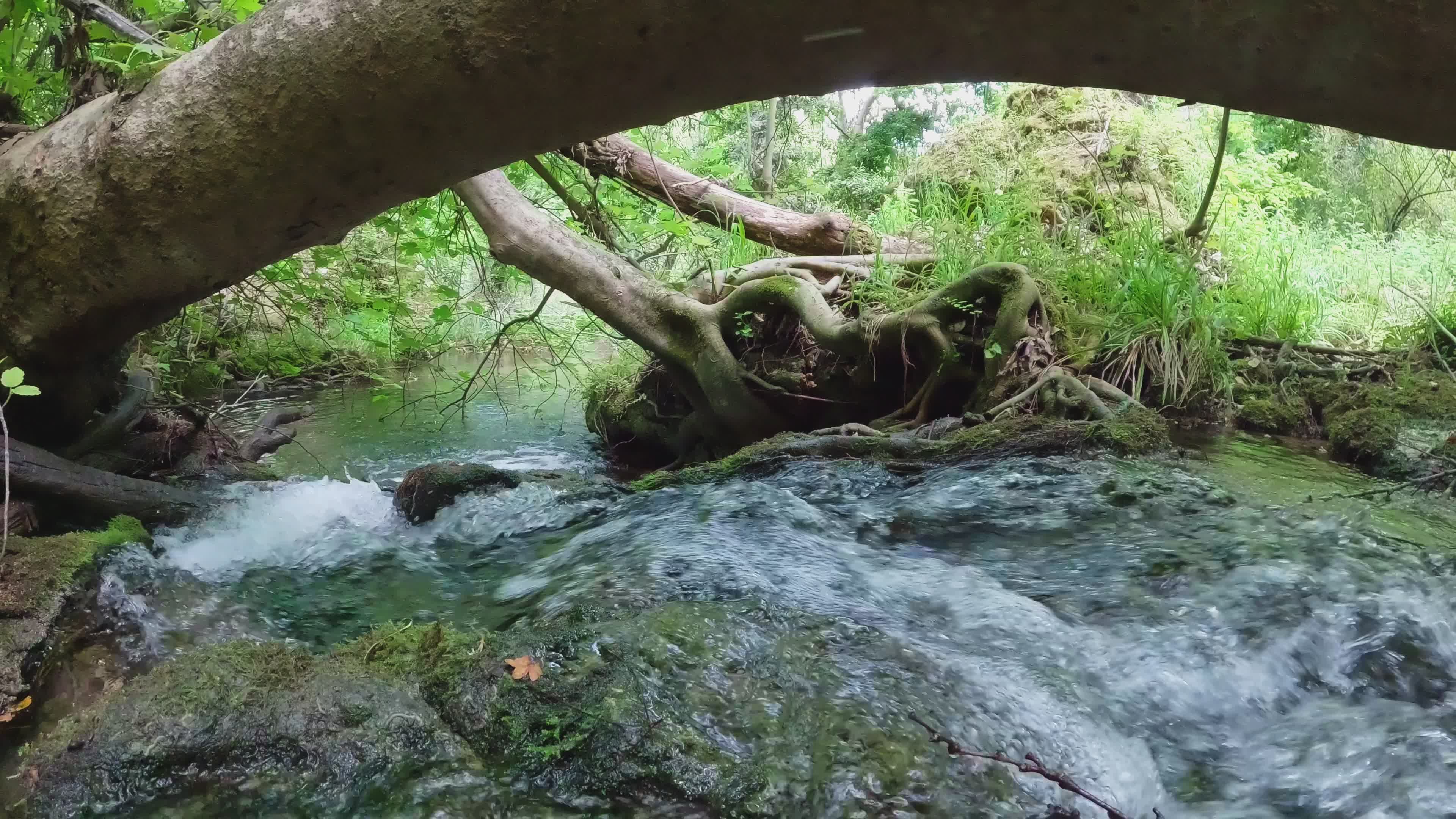 Tranquil Forest Stream with Lush Greenery Free Stock Video Footage ...