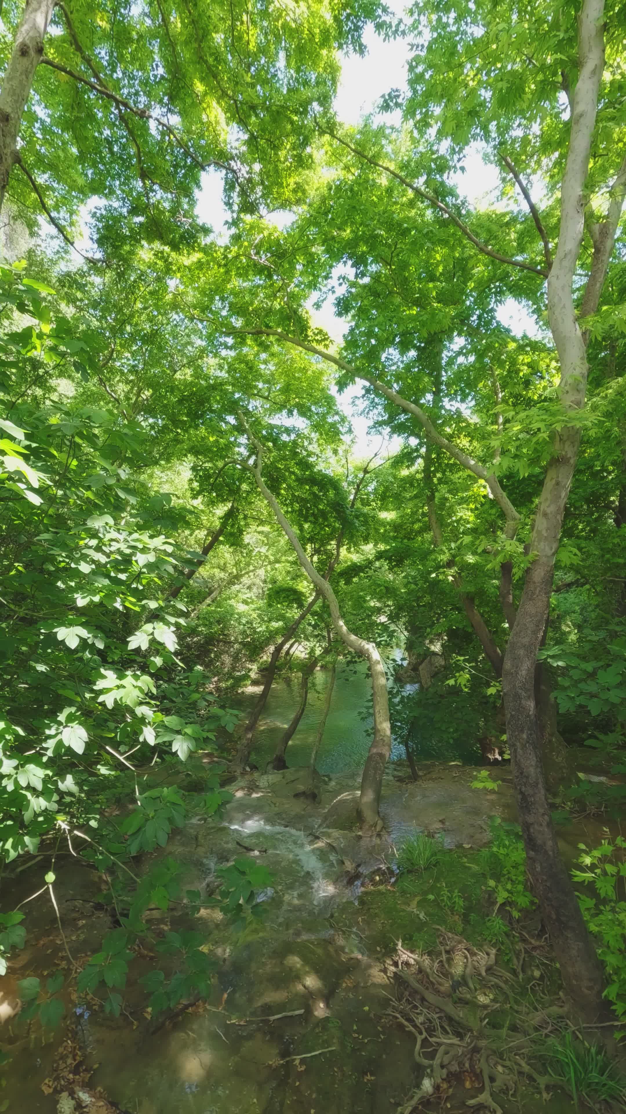tranquil forest stream in summer 37887788
