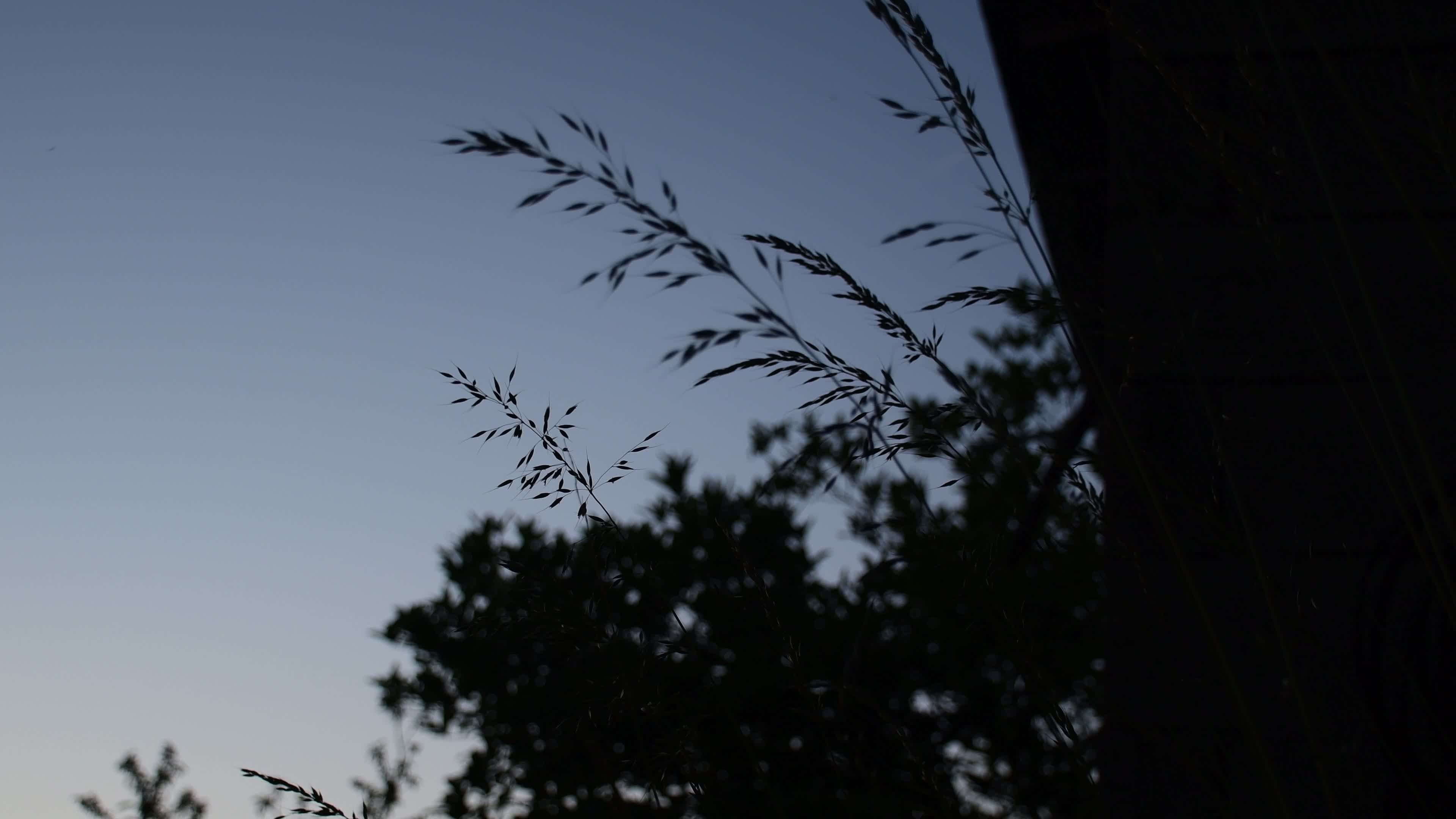 serene evening silhouette of grass blades 37891566