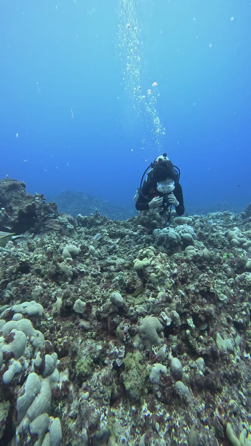 Underwater Scuba Diving Exploring Coral Reefs Free Stock Video Footage ...