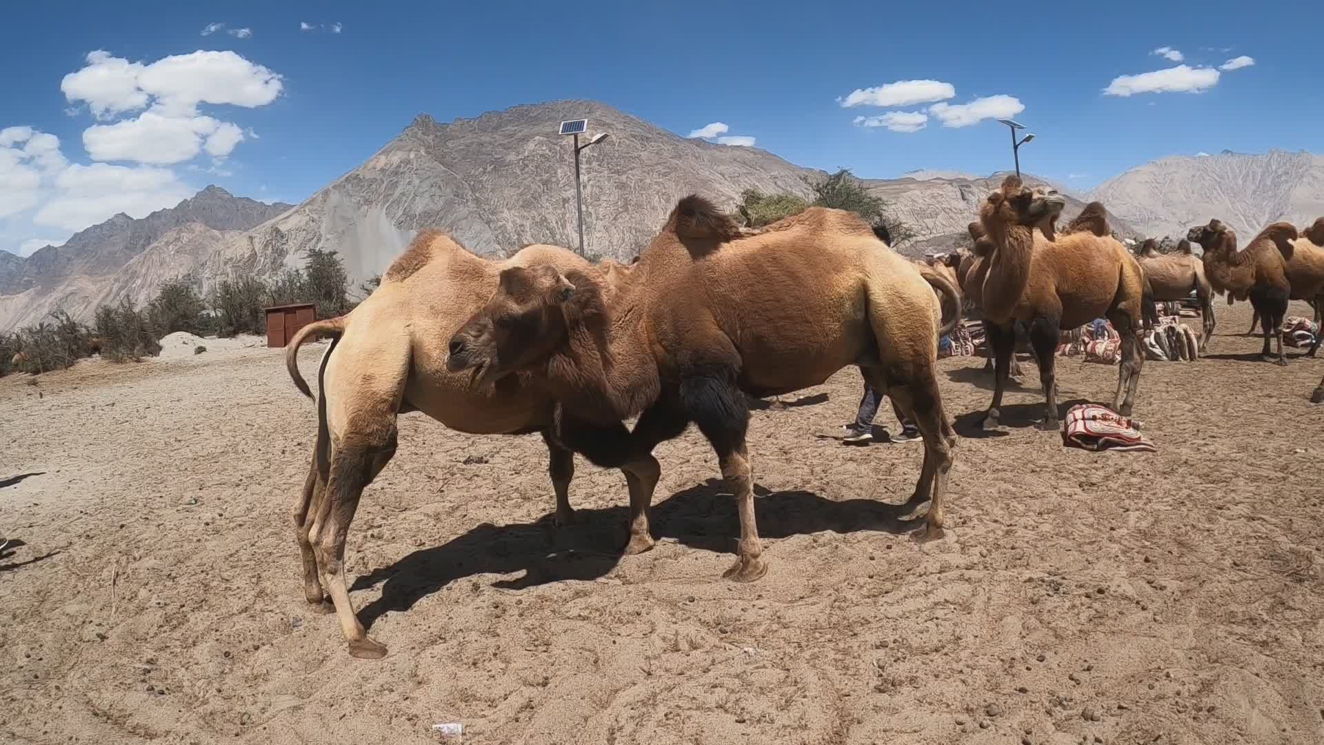 Bactrian Camels Playing in Ladakh Desert Free Stock Video Footage ...