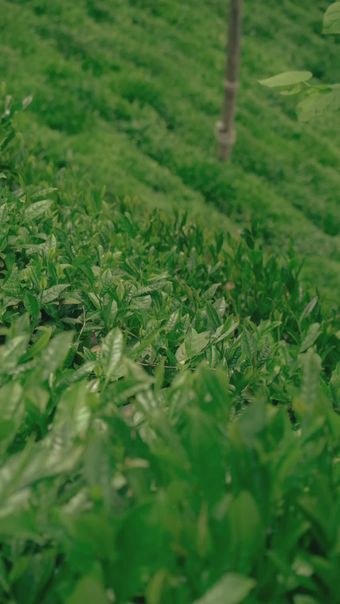 茶农采茶视频素材视频素材高清视频高清视频视频素材