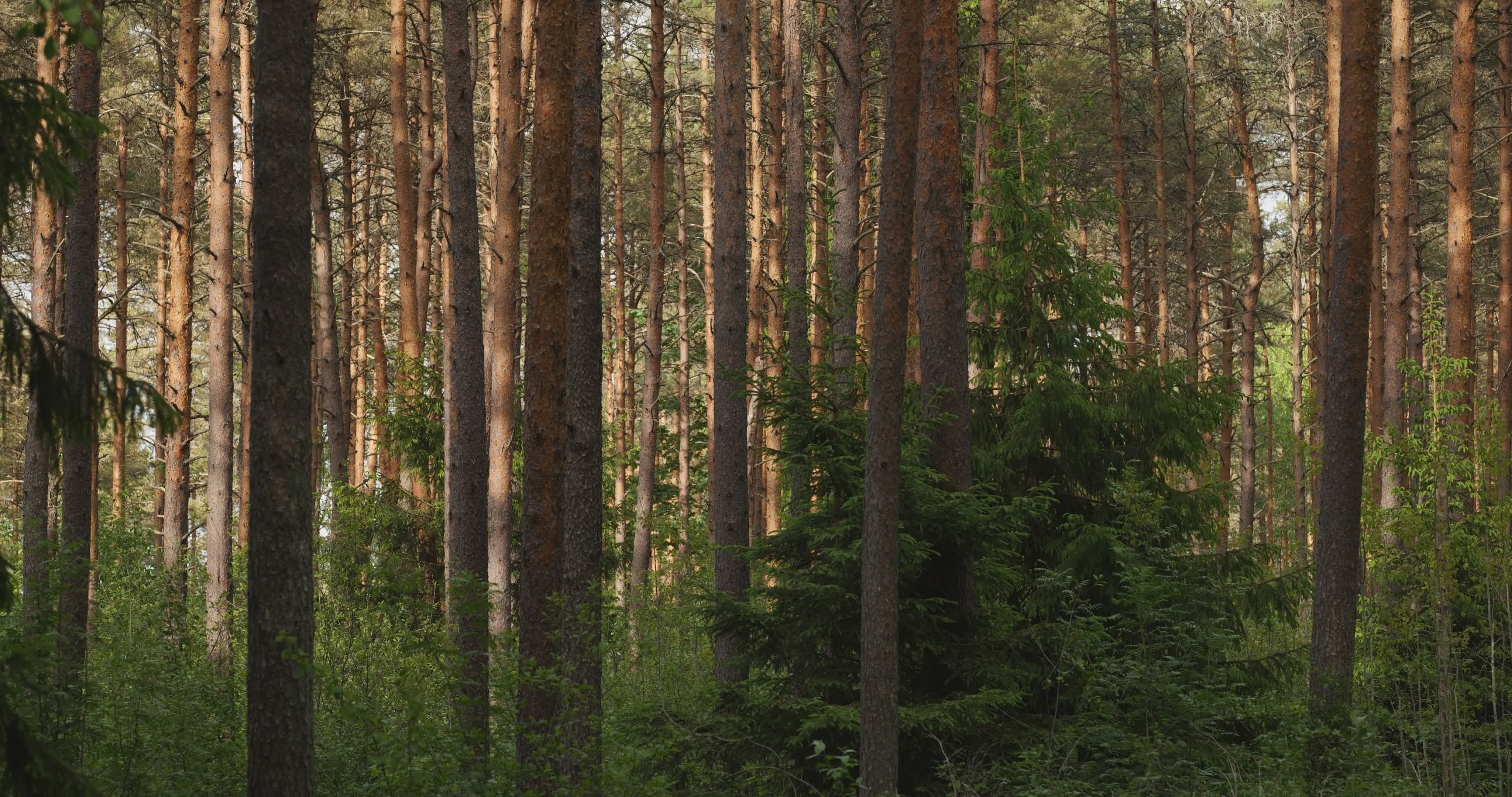 sunlit forest with lush greenery 37921514